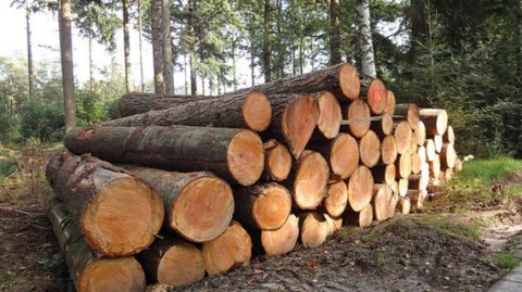 Invest in local timber processing equipment in Zambia
