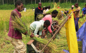 Rwanda's Agriculture Sector in 2016