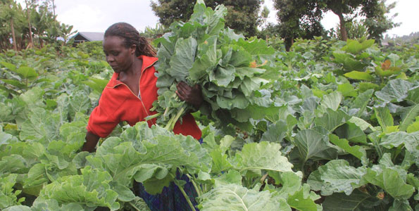  Agriculture is considered a sure source of East Africa’s employment