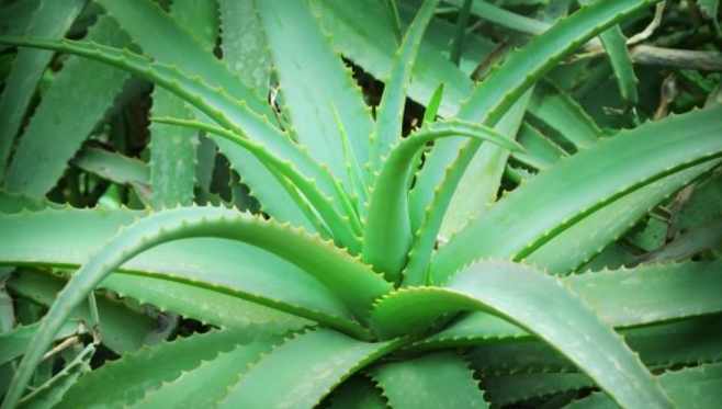 Jufeel & PMAS to Invest U.S. $20 Million in Tanzania's Aloe Vera Industry