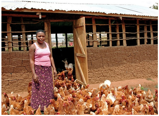 Poultry industry, a sector on the rise, Africa