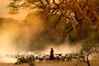Kenya's herders receive animal feeds to prevent deaths