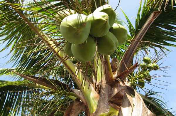 Nigeria want to develop coconut industry