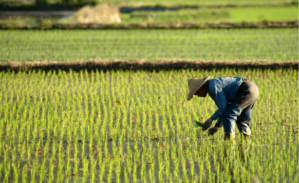 Agricultural investments in Ain Defla