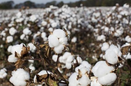 Burkina Faso predicts record cotton production of over 820,000 metric tons 