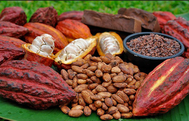  Ivorian cocoa sector makes good strides in sustainable production