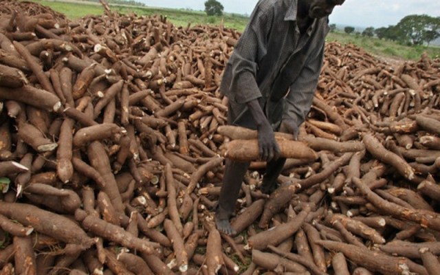 Tanzania inks cassava export deal to China