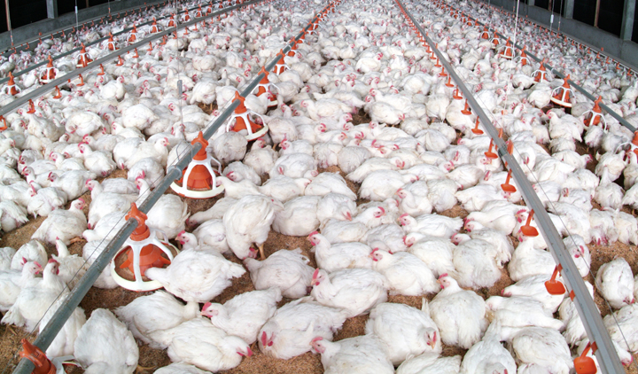 Botswana bans Zim chicken imports over bird flu fears