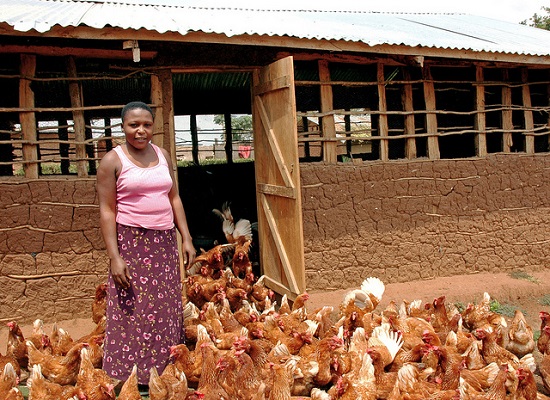 Top African Countries for Chicken Investment 