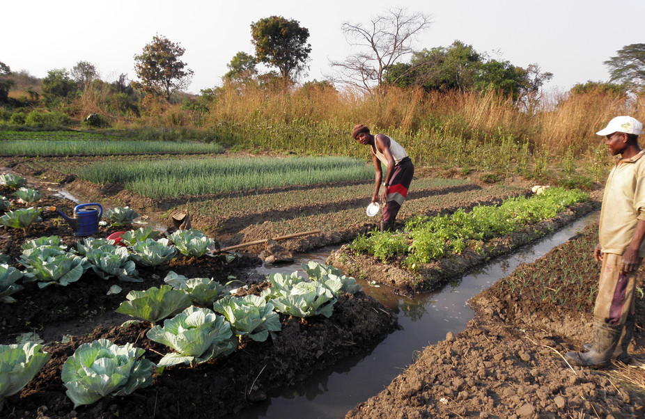 Demonstration Farms Can Help Revolutionise Africa Agriculture