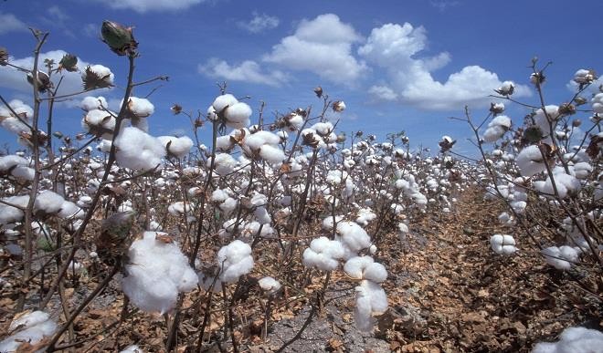 Nigeria: Agriculture Cotton alone can bail North out of poverty-Industrialist