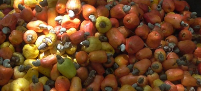  Senegal suspends Cashew nut exporters transactions due to price hikes