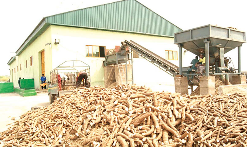 Nigerian Breweries explores cassava starch as alternative recipe for production