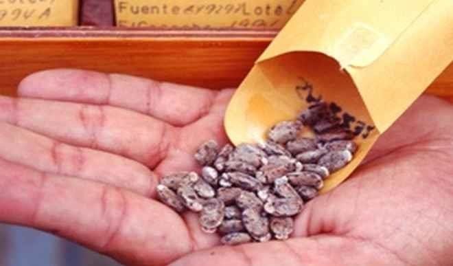 Nigeria to introduce Cassava seeds 