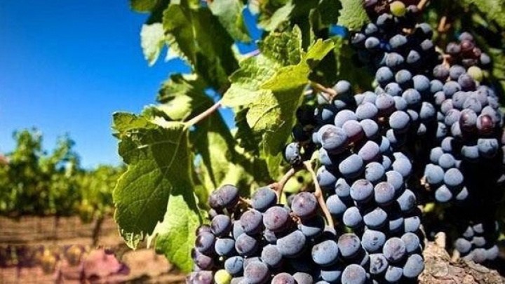  China to Import Grapes From Egypt