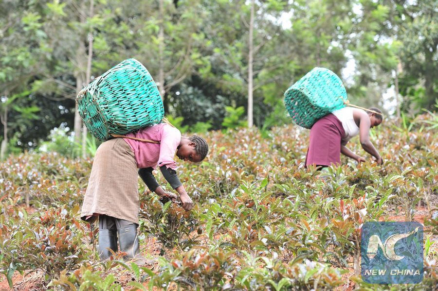 Kenya farmers eye lucrative Chinese purple tea market
