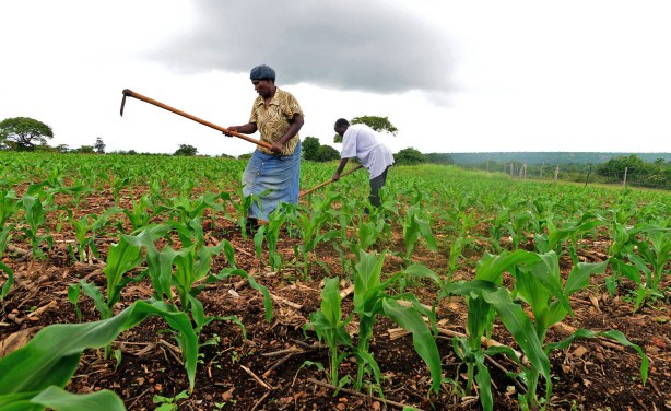 Osinbajo to Inaugurate U.S.$1.5 Billion Fertiliser Plant in Nigeria