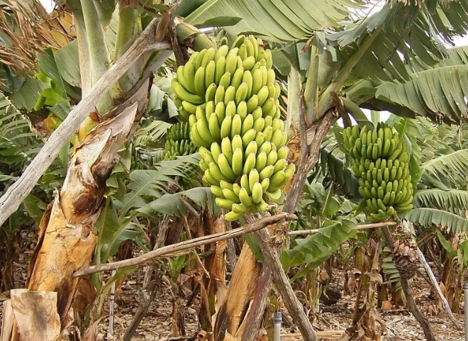 Nigeria moves to increase fruits export