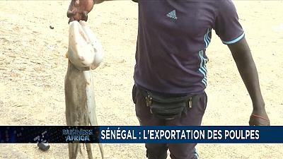 Senegal:Octopus exports play a key role in Senegalese economic development 