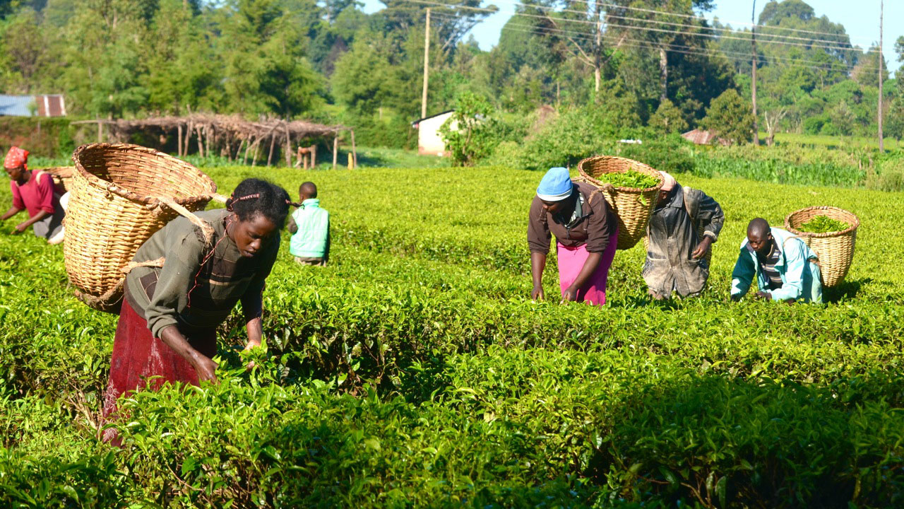 BoI promote the agricultural value chain and SMEs in Nigeria