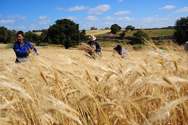 Morocco’s Import Tax on Soft Wheat to Fall From 135% to 30% in December