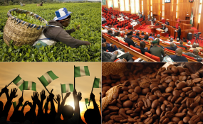 Nigeria Senate Passes Bill to Up Tea, Coffee Production