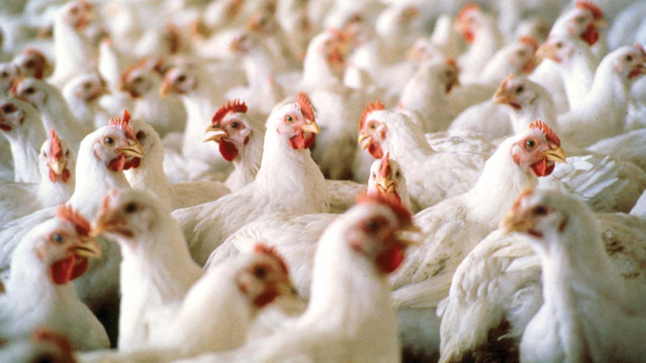 Nigeria firm to unveil solution for improved poultry yields