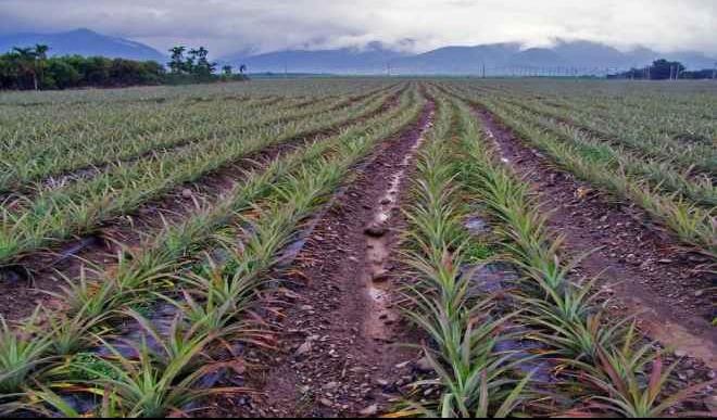 How to commence a pineapple farm