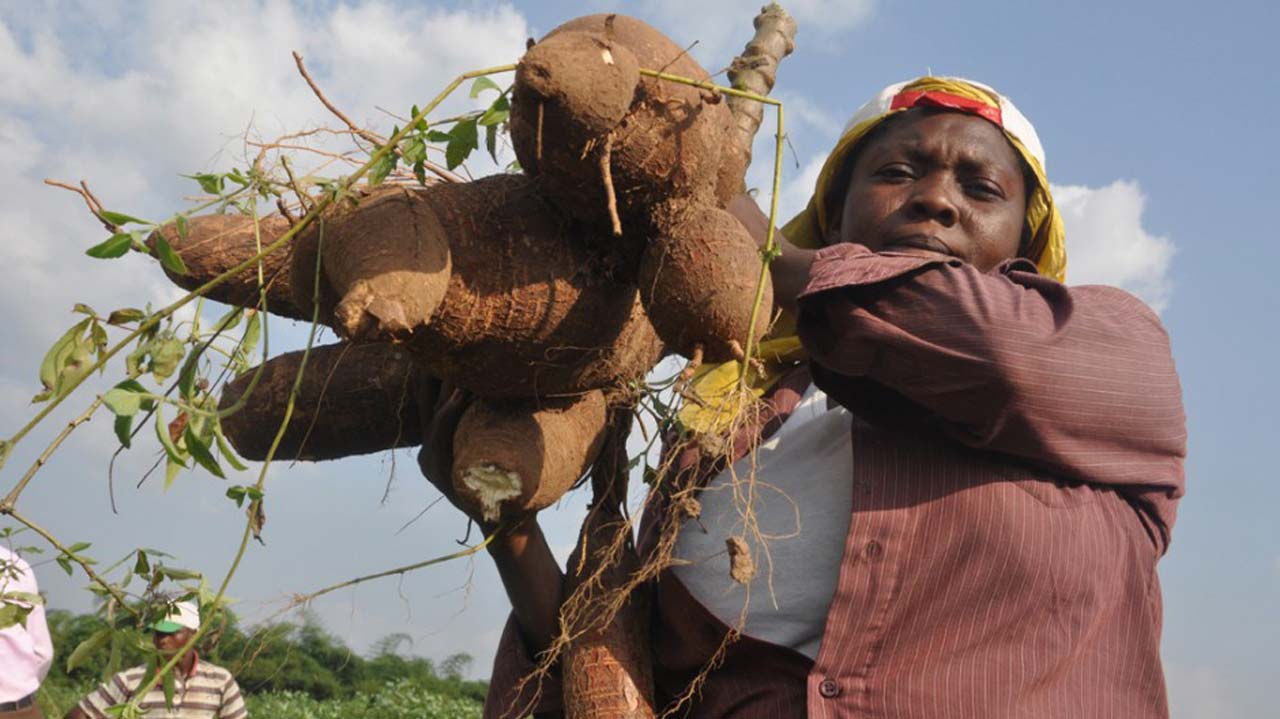 Cassava is positively impacting Mozambican farmers