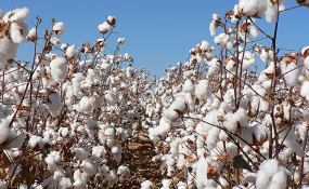 Tanzania Will Cultivate 196,373 Acres of Cotton By 2018