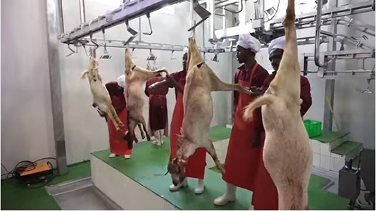 Ethiopian Develops Meat and Dairy Industry to Earn 182 Million USD from Meat and Dairy Export