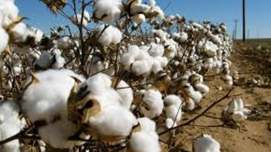 Cameroon’s cotton firm makes projections for 2018