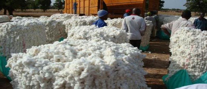 Cameroon government and Islamic bank partner to support cotton farmers