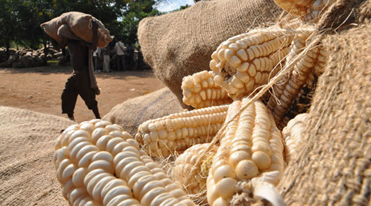 Researchers urge Kenya farmers to use improved seeds, fertilizer