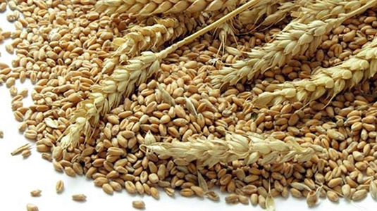 Decline in wheat production will not affect food prices