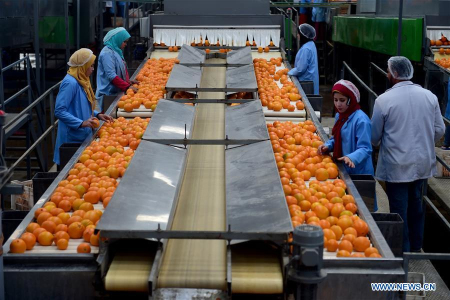 Citrus farms prosper in Egypt as country becomes 3rd largest orange exporter to China
