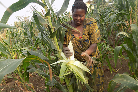 Uganda must make biosafety law before GE crops adopted and commercialized
