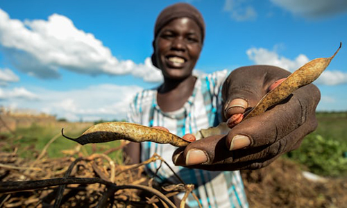 Climate-resilient 'super beans' boost food rations for refugees in Uganda
