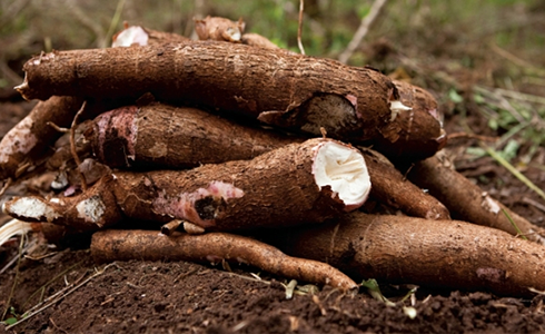 Tanzania Gets Cassava Production Boost