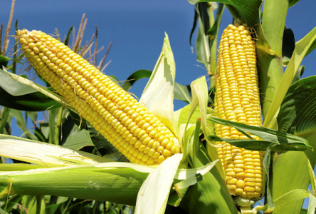  Maize Production Is Under Threat From Climate Change