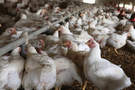 Morocco Have Approved The Import of Ukrainian Chicken and Meat