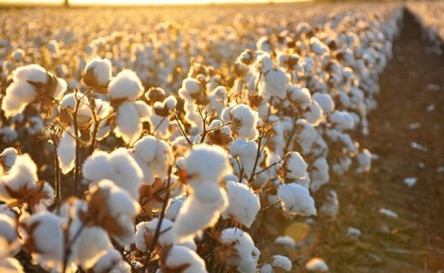 The Ministry Of Agriculture Began Implementing Contractual System For Farming The Cotton Crop