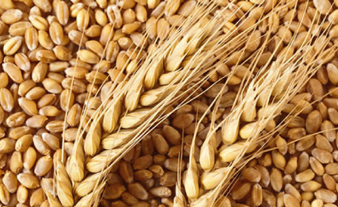 Nigeria Are Making Moves To Increase Their Wheat Production
