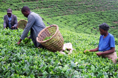 EAC Tea Exports Are Increasing
