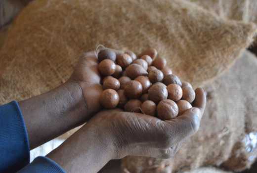 China's demand promotes the development of Kenya macadamia industry