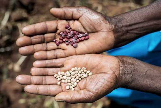 Post-harvest wastage affects the development of agriculture in Kenya