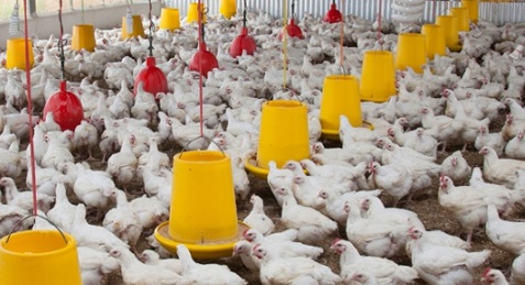 Poultry sector will recover soon