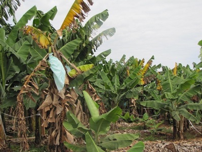 Banana farming is leaping into global visibility 