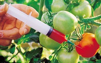 Genetically Modified Organic foodstuffs are not allowed to import to Zambia