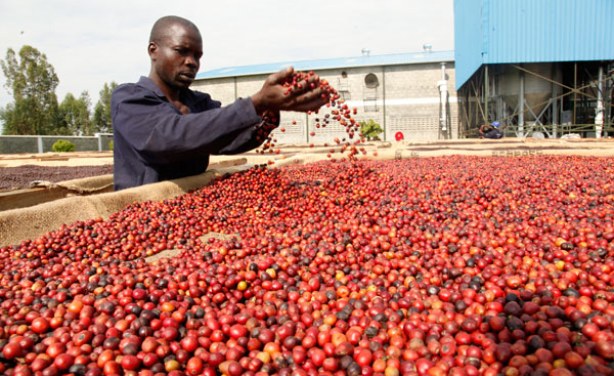   Uganda:Coffee Stocks Pile Up As Global Prices Drop